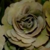 Auricula Trouble